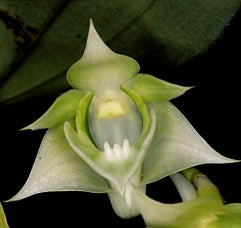 Dendrobium punamense