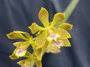 Encyclia clovesiana