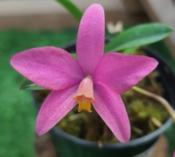 Laelia kettieana x Sophronitis pygmaea