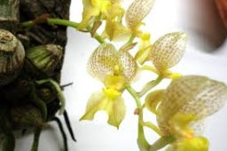 Grobya cipoensis