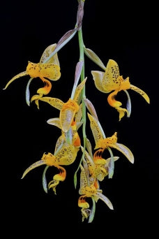 Stanhopea embreei