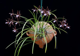 Encyclia bractescens