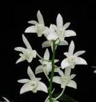 Dendrobium kingianum album