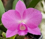 Sophronitis riograndensis x C. Pink Pearl