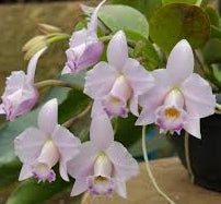 Cattleya Primeiro Amor x Laelia alaori