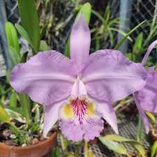 C. lueddemanniana (coerulea escura x concolor)