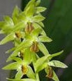 Coelogyne abreviatta