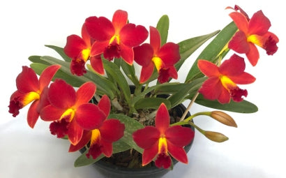 Cattleya Primeiro Amor x Laelia alaori