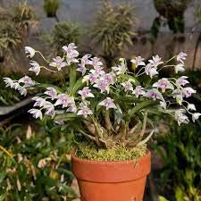 Dendrobium kingianum semi-album