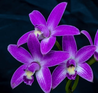 Laelia rupestris