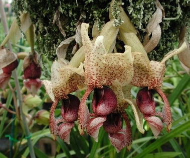 Stanhopea insignis (Itabirinha)