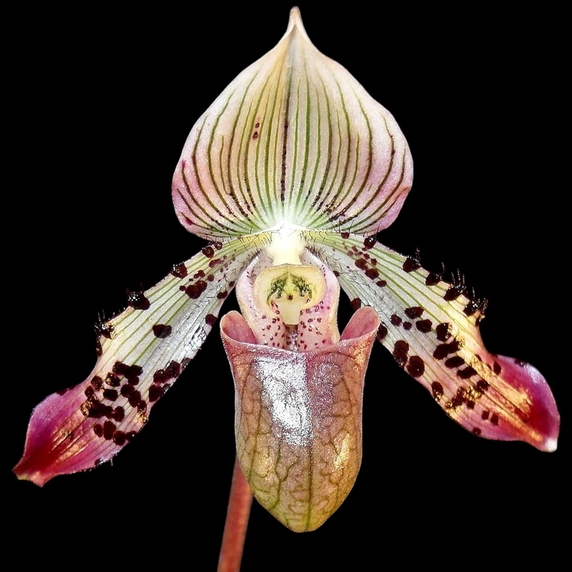 Paph argus x sib - Dr. Bill's Orchids, LLC