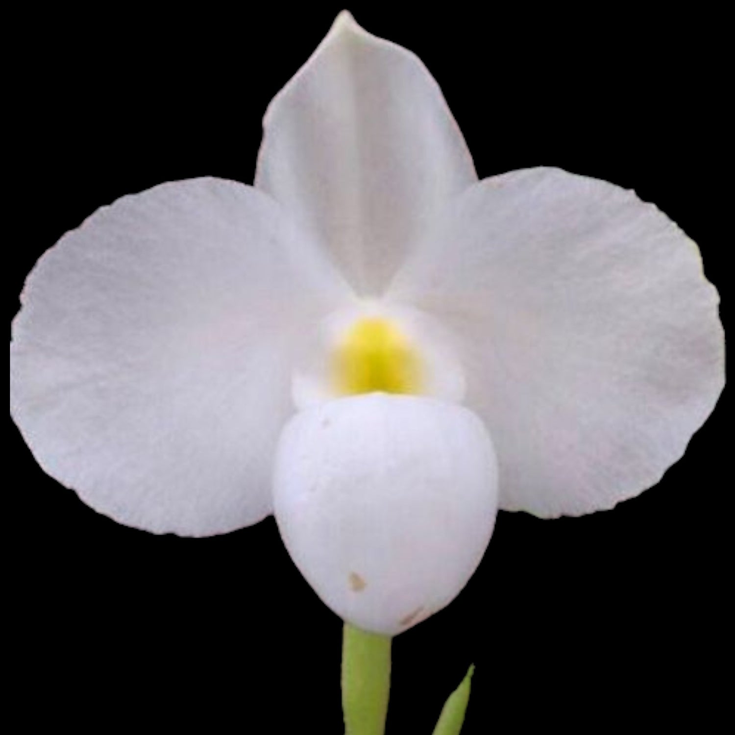 Paph delenatii fma album - Dr. Bill's Orchids, LLC