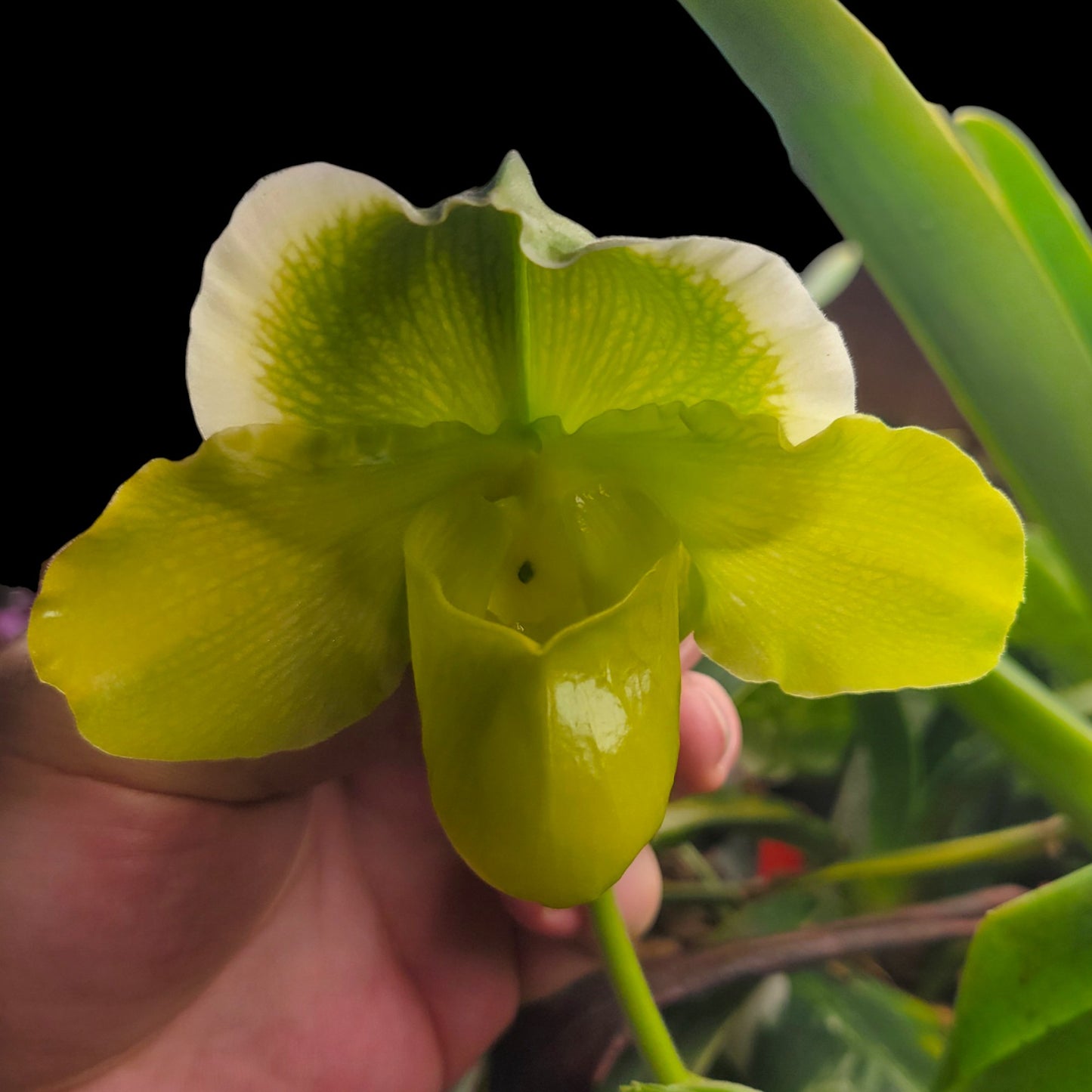 Paph Emerald Mele - Dr. Bill's Orchids, LLC