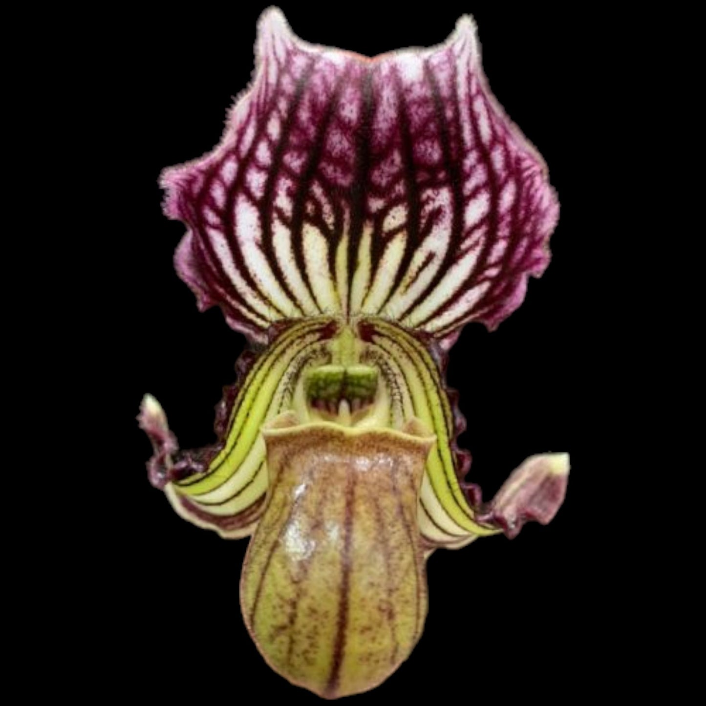 Paph fairrieanum - Dr. Bill's Orchids, LLC