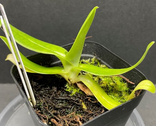 Paph fairrieanum - Dr. Bill's Orchids, LLC