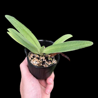 Paph fairrieanum - Dr. Bill's Orchids, LLC