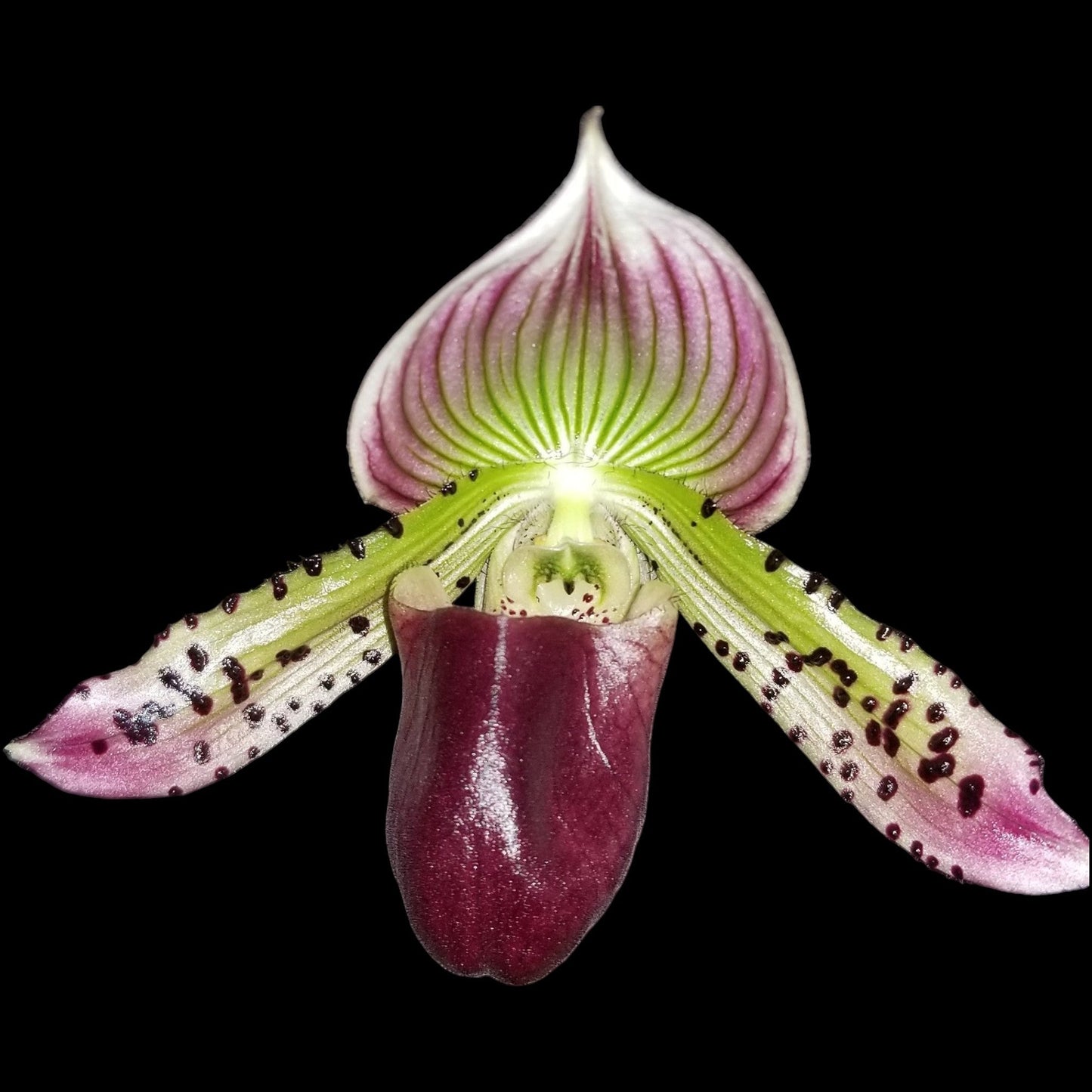 Paph Hsinying Alien x sib - Dr. Bill's Orchids, LLC