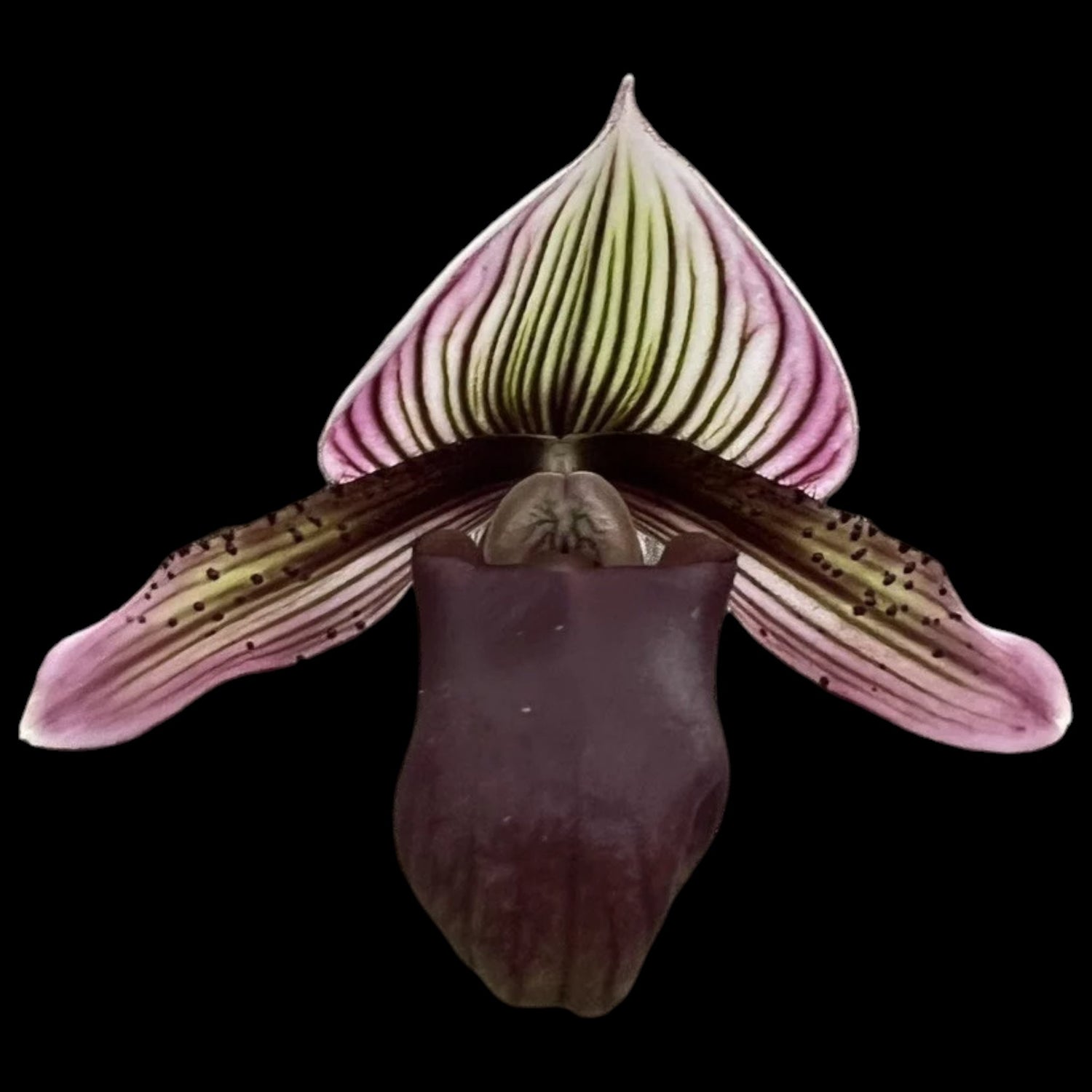 Paph. Kerchoveanum - Dr. Bill's Orchids, LLC