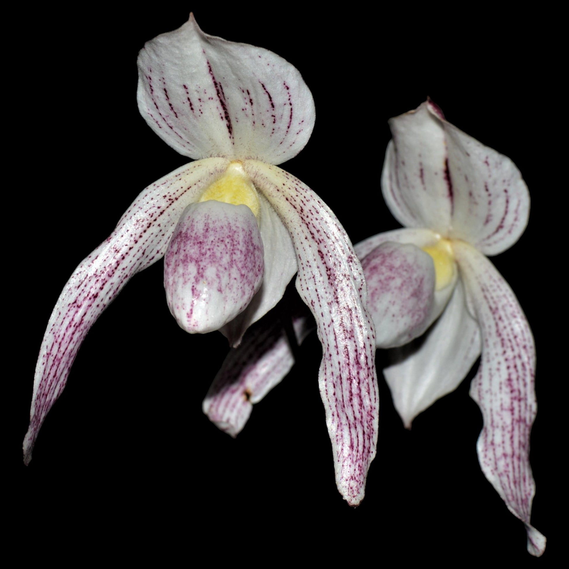 Paph Luk Luk (niveum x stonei) - Dr. Bill's Orchids, LLC