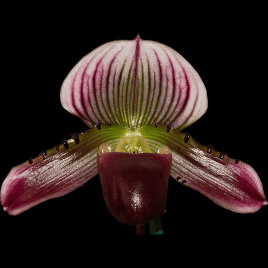 Paph. QF ‘Elemoe - Dr. Bill's Orchids, LLC