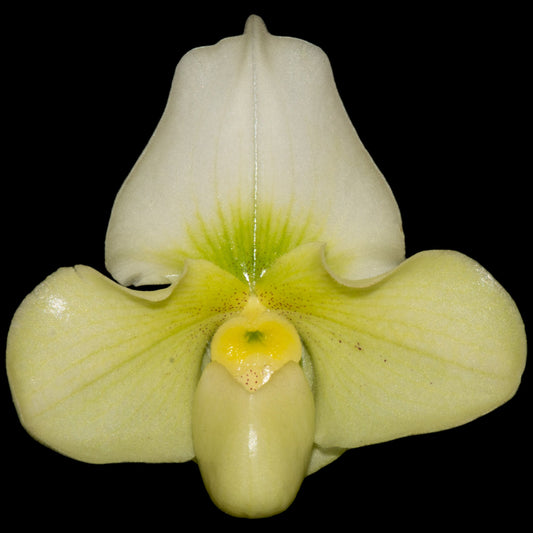 Paph QF Golden Mini - Dr. Bill's Orchids, LLC