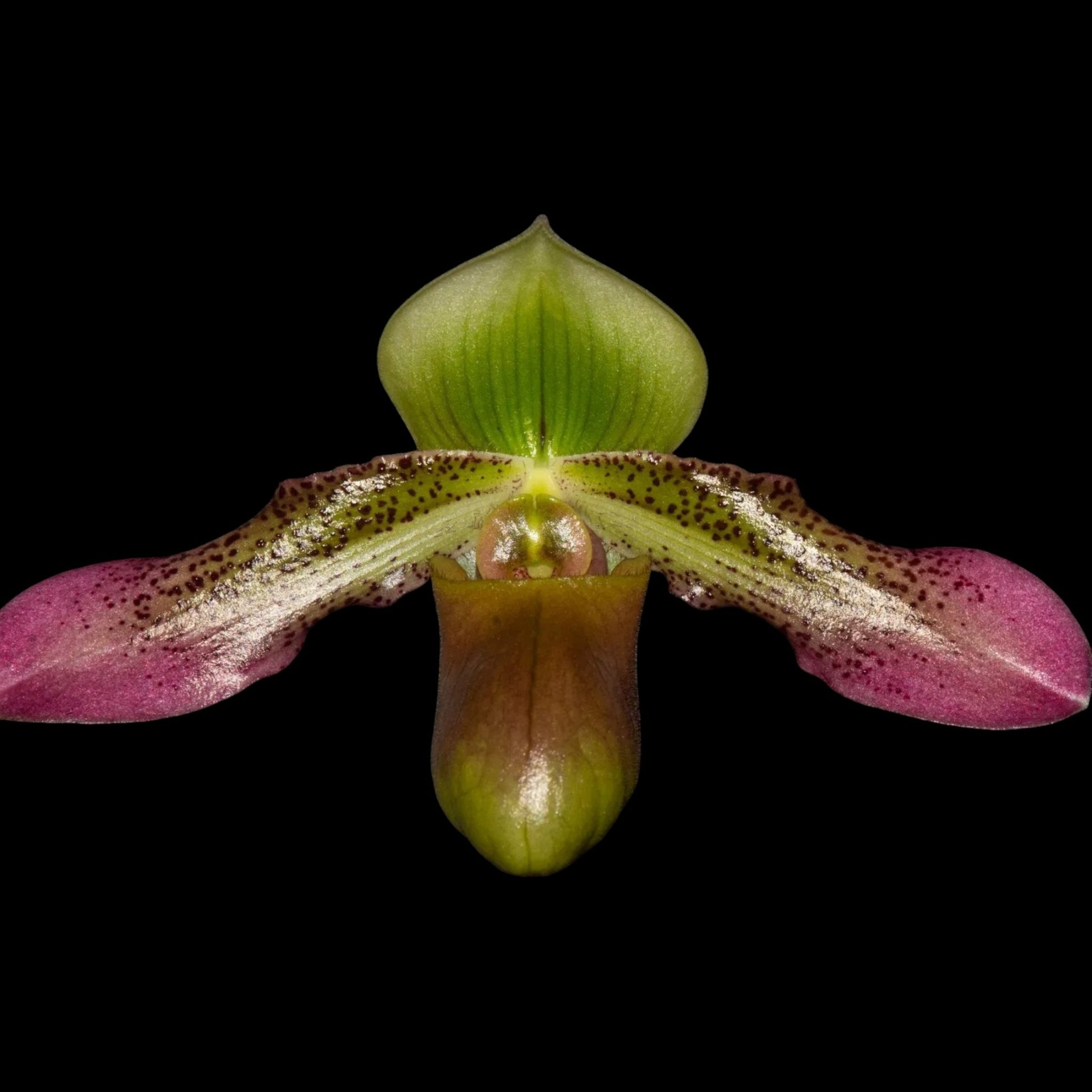 Paph QF Xayden (hookerae v. volonteanum x papuanum) - Dr. Bill's Orchids, LLC