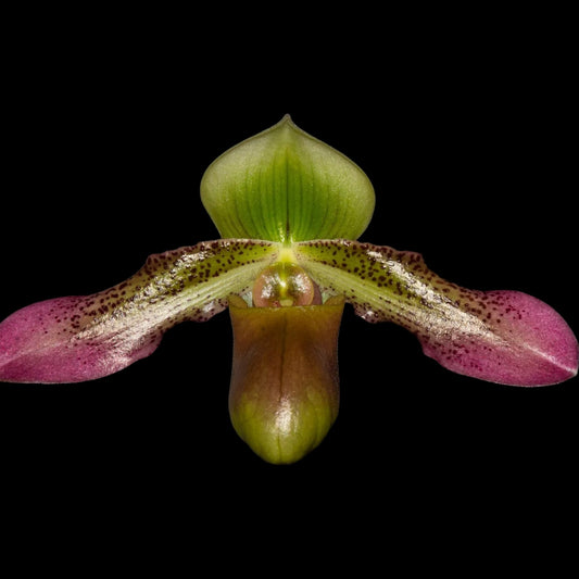 Paph QF Xayden (hookerae v. volonteanum x papuanum) - Dr. Bill's Orchids, LLC