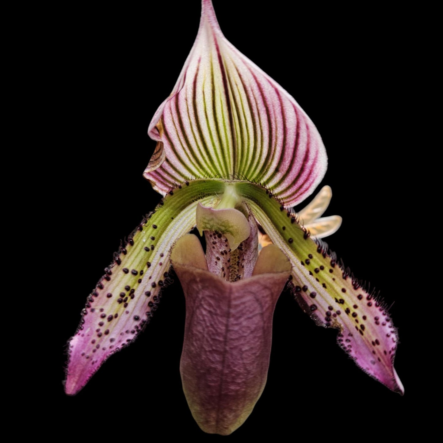 Paph Saiun - Dr. Bill's Orchids, LLC