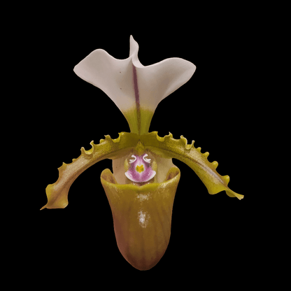 Paph spicerianum x sib - Dr. Bill's Orchids, LLC