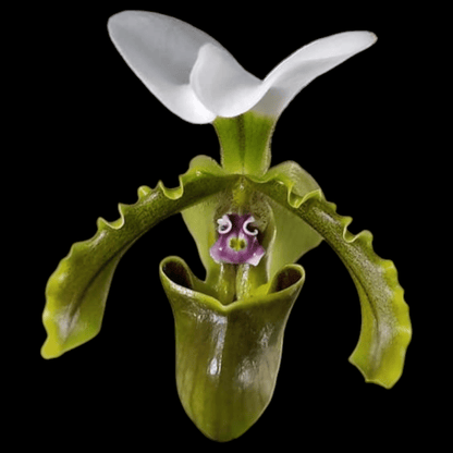 Paph spicerianum x sib - Dr. Bill's Orchids, LLC