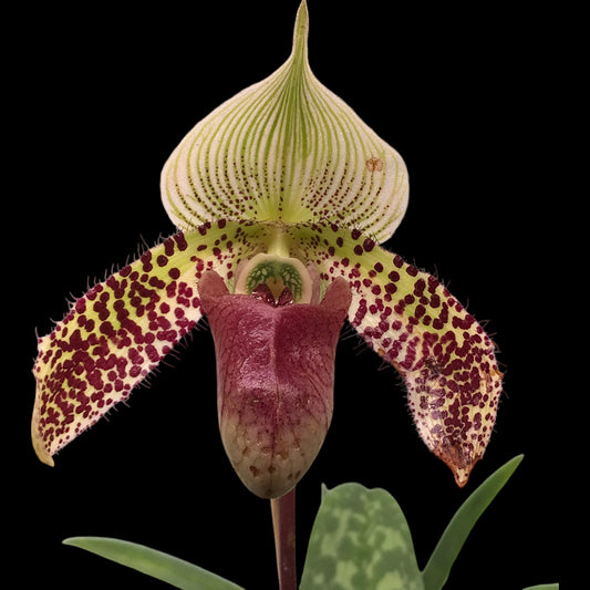 Paph Sukar Honi - Dr. Bill's Orchids, LLC