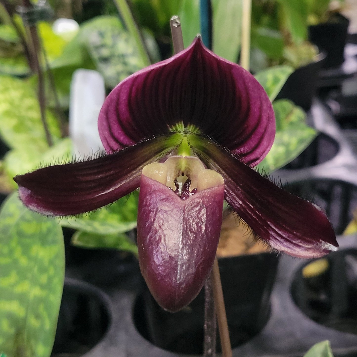 Paph [Voodoo Cherry x (Magic Cherry x Hsinying Rainbow)] - Dr. Bill's Orchids, LLC