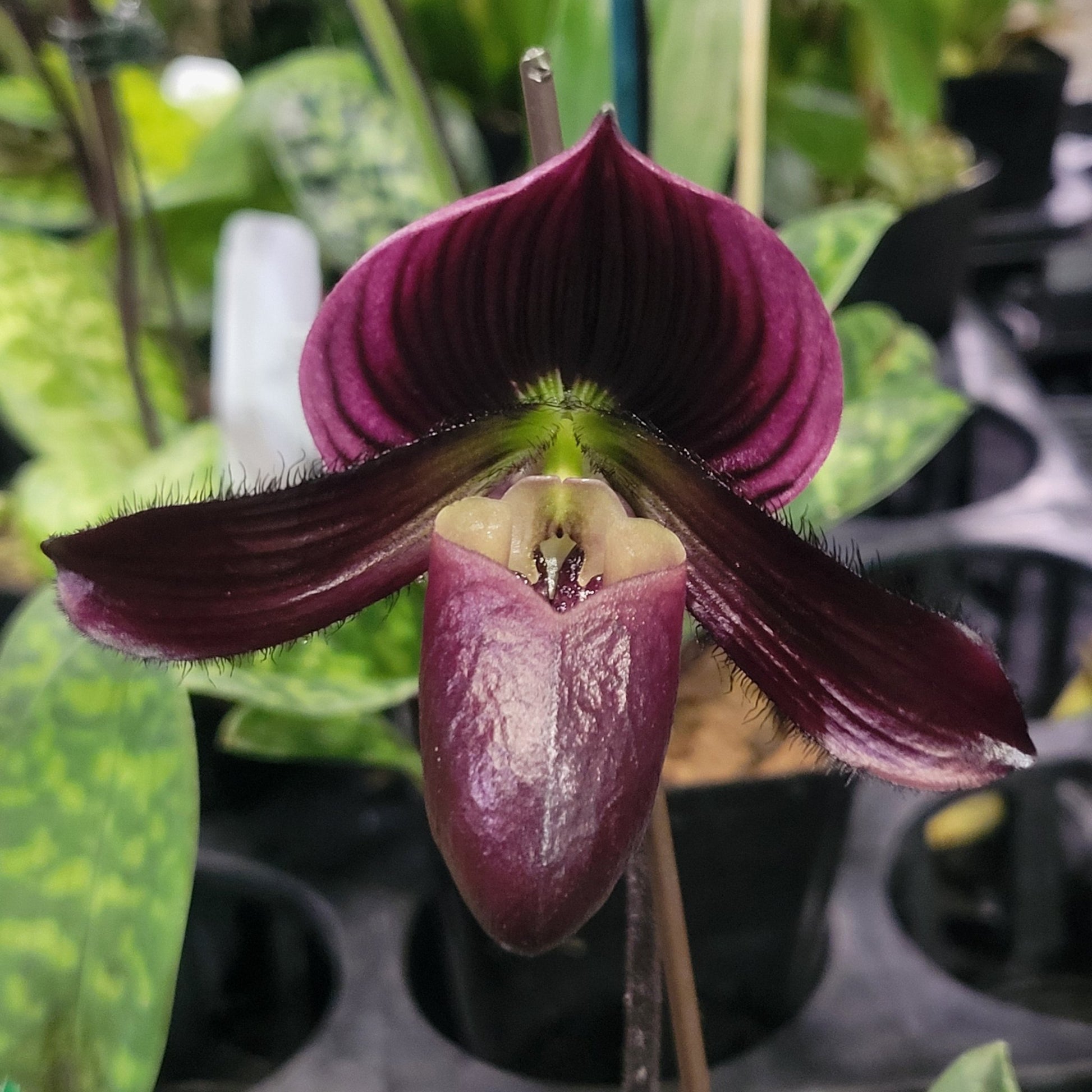 Paph [Voodoo Cherry x (Magic Cherry x Hsinying Rainbow)] - Dr. Bill's Orchids, LLC