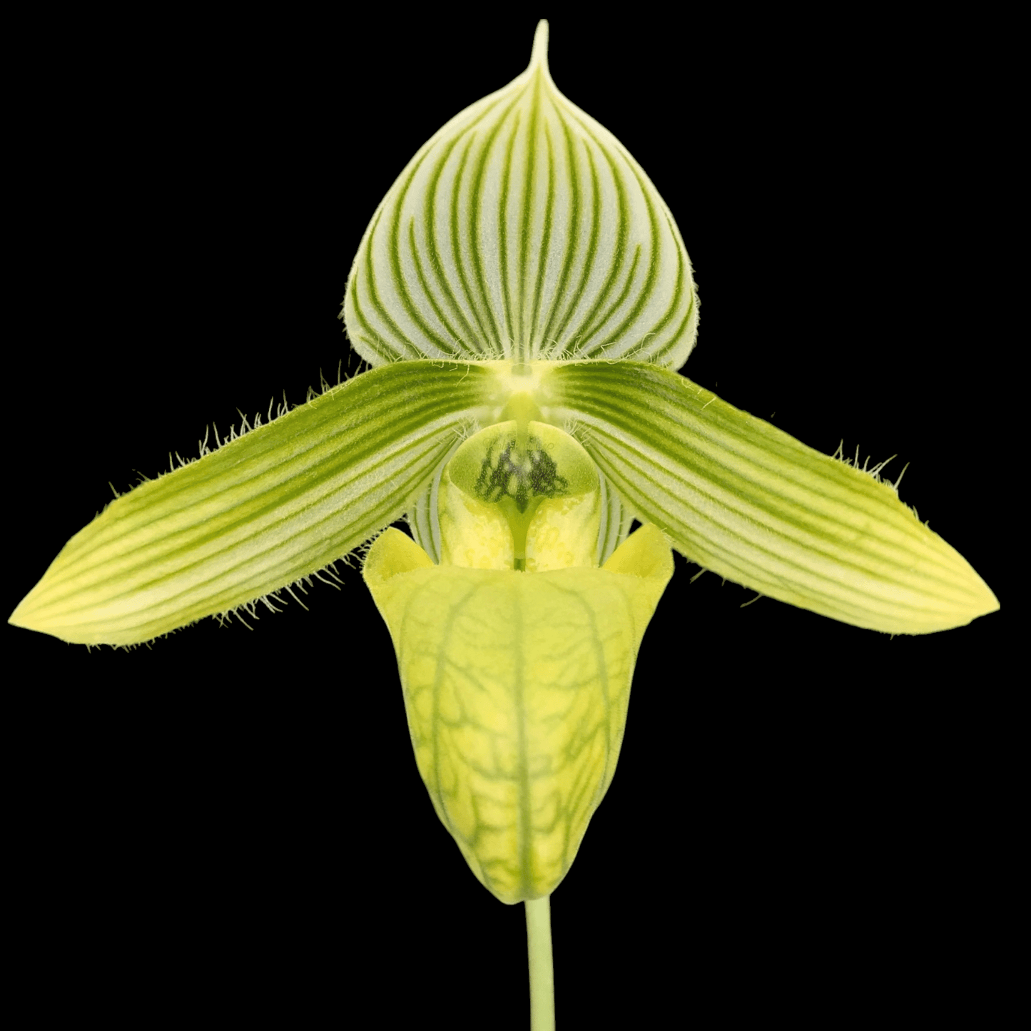 Paph wardii album x self - Dr. Bill's Orchids, LLC