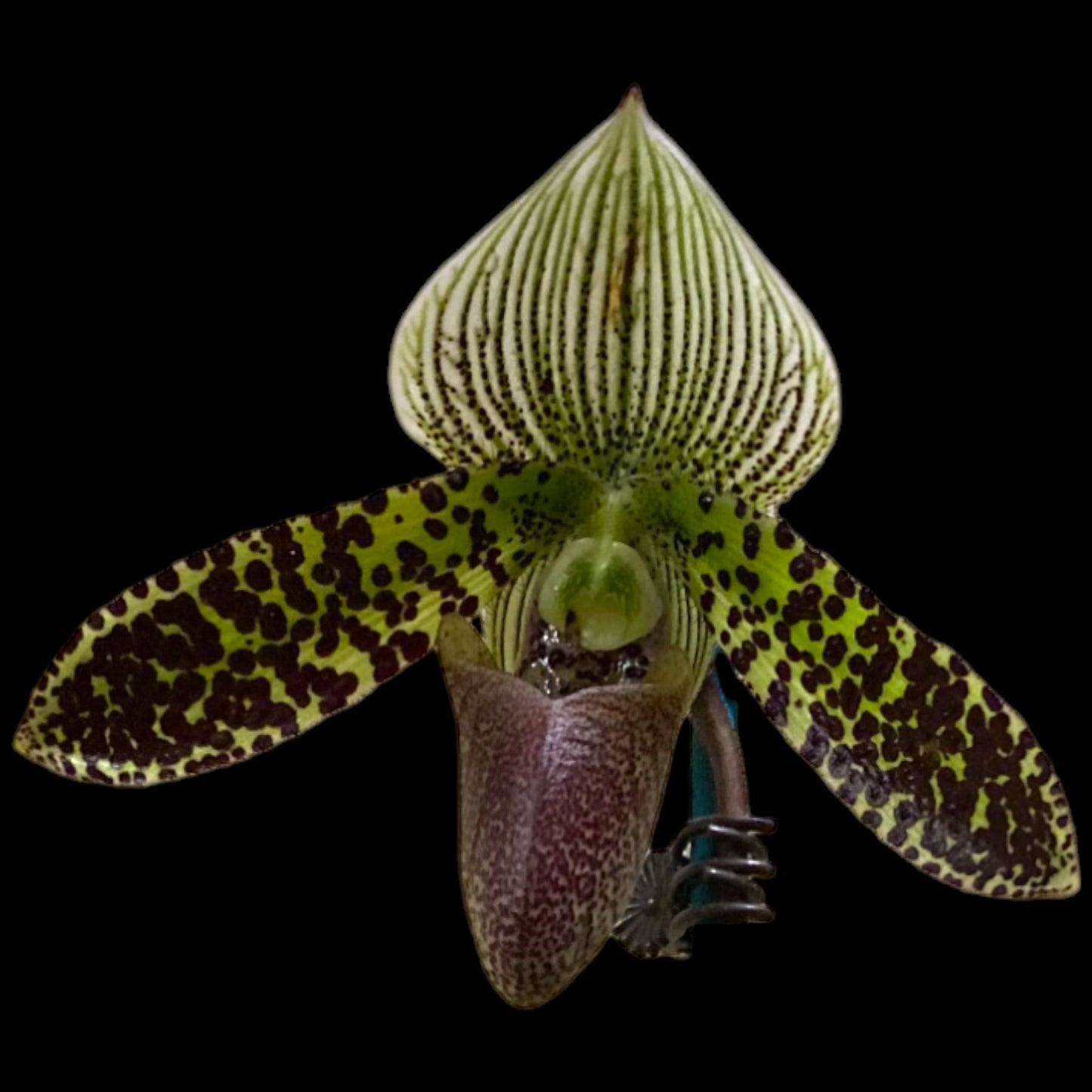 Paph (William Lewis x sukhakulii) - Dr. Bill's Orchids, LLC