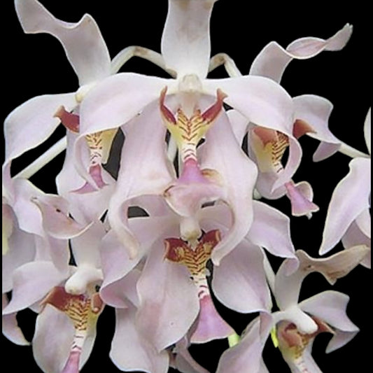 Paraphalaenopsis laycockii - Dr. Bill's Orchids, LLC