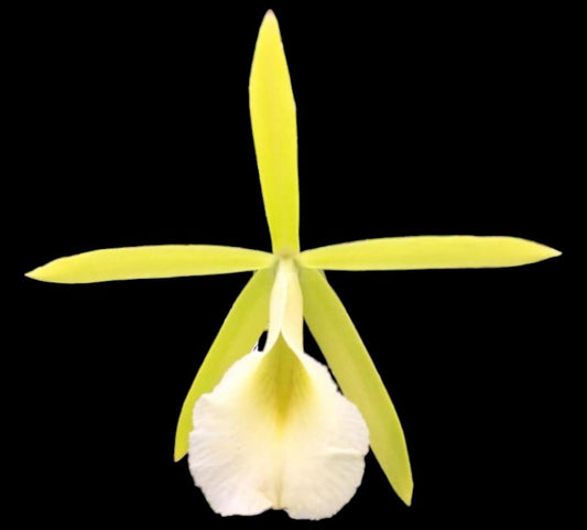 Pcv. Key Lime Stars - Dr. Bill's Orchids, LLC