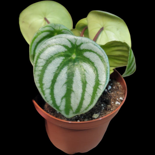 Peperomia argyreia (syn P. Watermelon) - Dr. Bill's Orchids, LLC