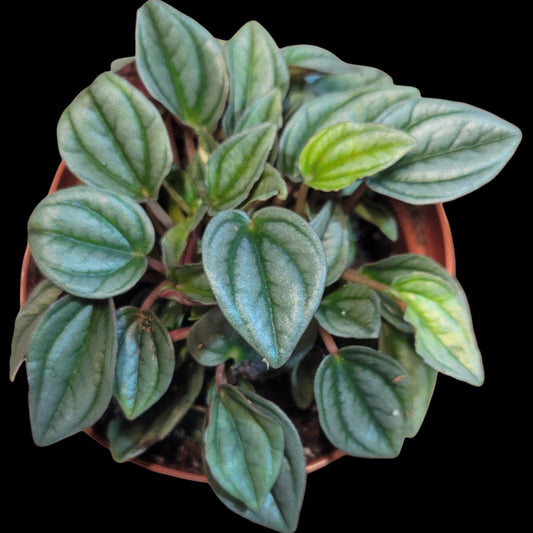 Peperomia 'Frost' - Dr. Bill's Orchids, LLC