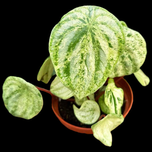 Peperomia 'Harmony's Gold Dust Woman' - Dr. Bill's Orchids, LLC