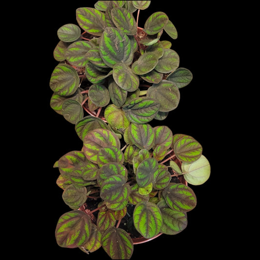 Peperomia 'Peppermill' - Dr. Bill's Orchids, LLC