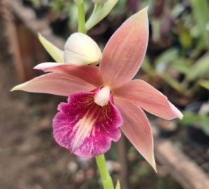 Phaius (tankervilleae x humblotii) - Dr. Bill's Orchids, LLC