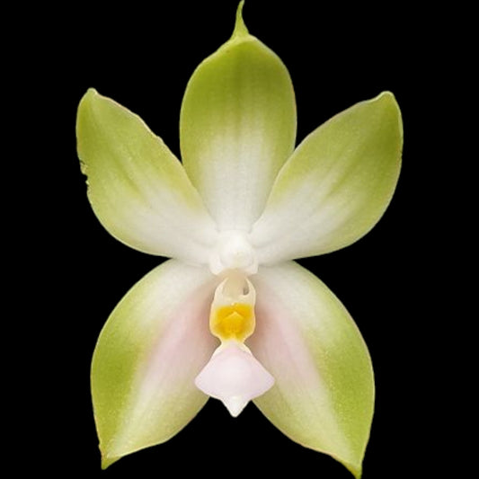Phal bellina f. chloracea (syn "pink") 'Fire' x sib - Dr. Bill's Orchids, LLC