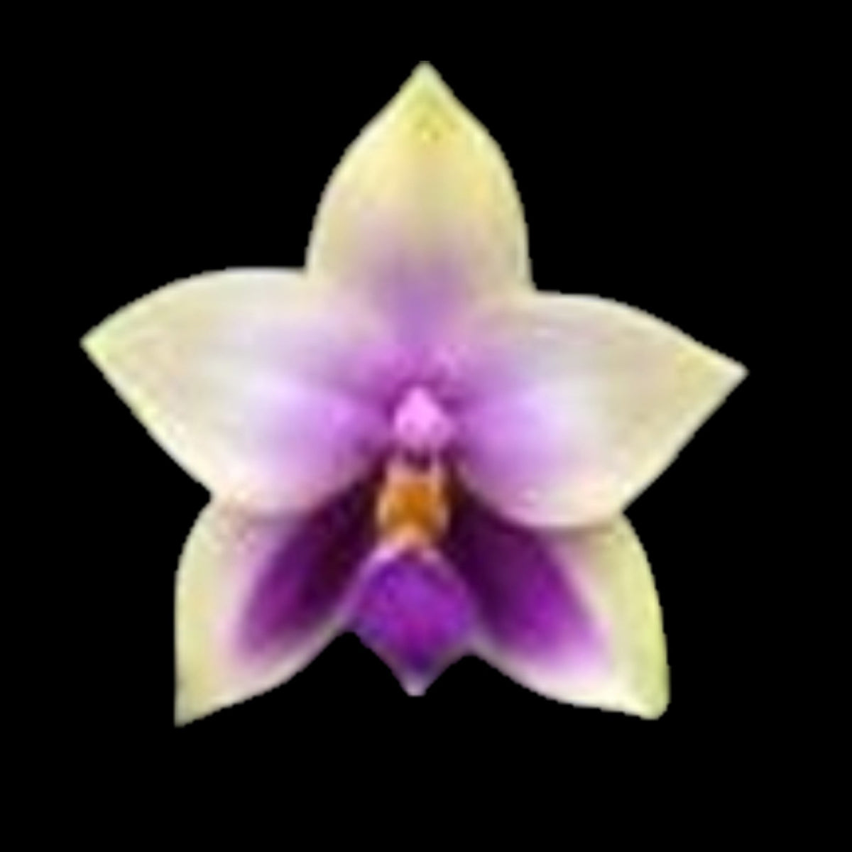 Phal bellina fma coerulea (syn 'var blue') x sib - Dr. Bill's Orchids, LLC