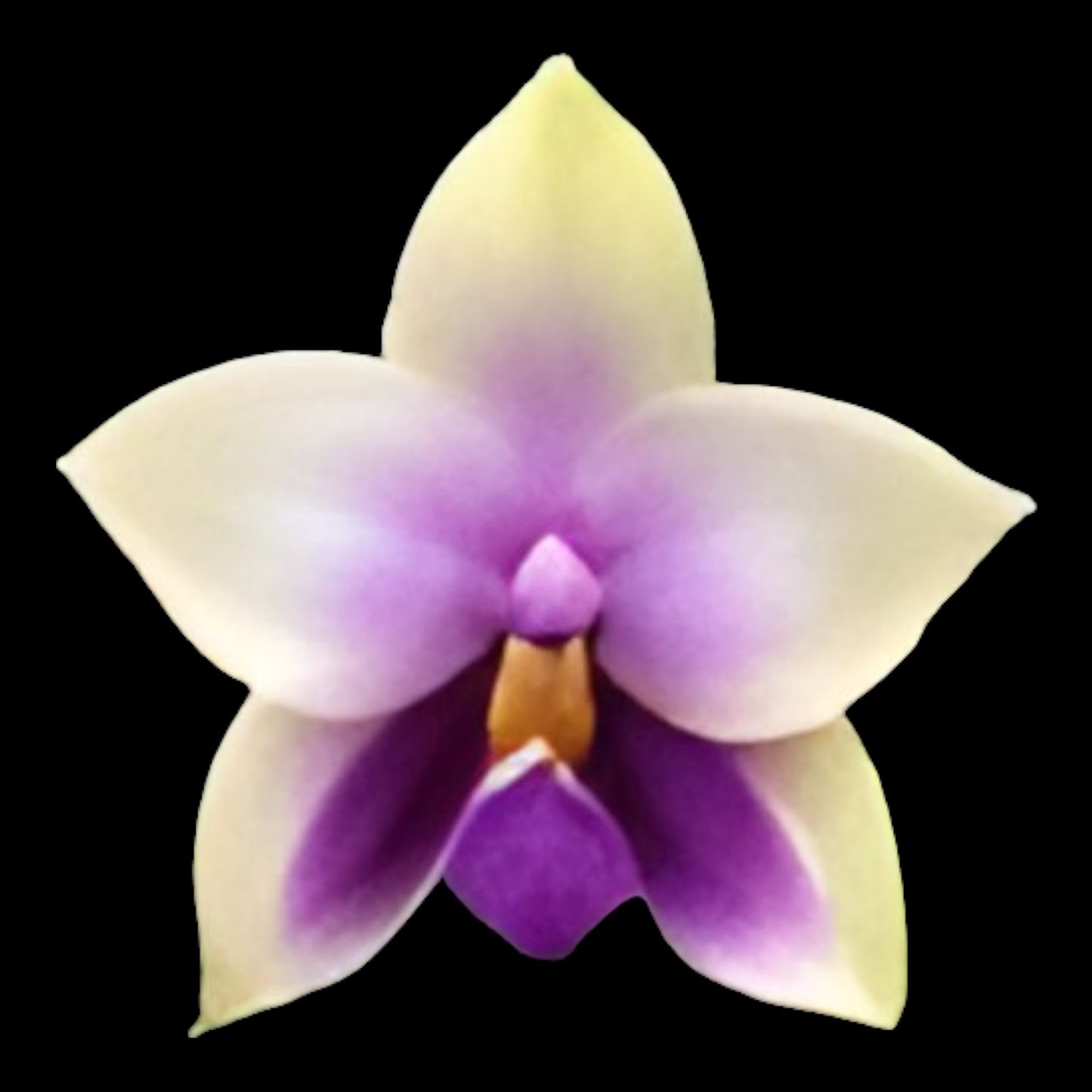 Phal bellina fma coerulea x sib - Dr. Bill's Orchids, LLC