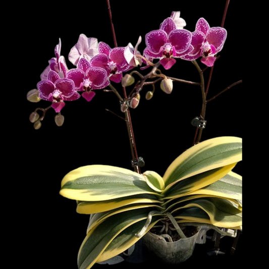 Phal Chia E Yenlin variegata - Dr. Bill's Orchids, LLC