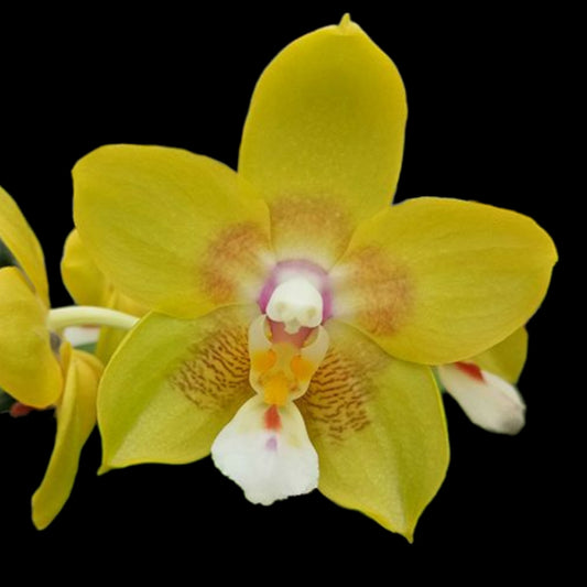 Phal Chiada Sherry - Dr. Bill's Orchids, LLC