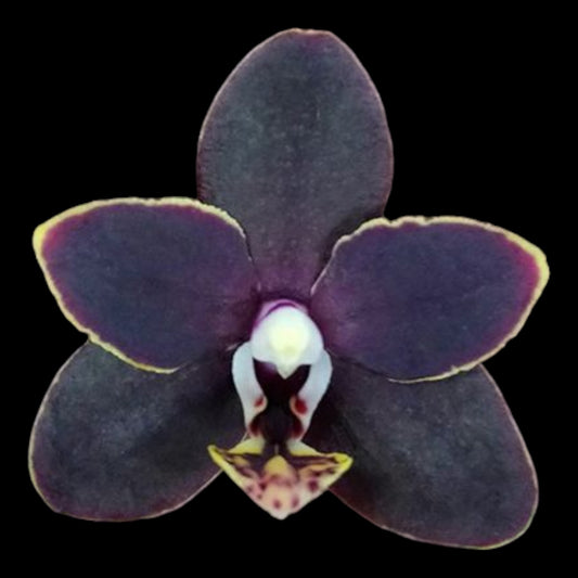 Phal Chiada Stacy '607' - Dr. Bill's Orchids, LLC