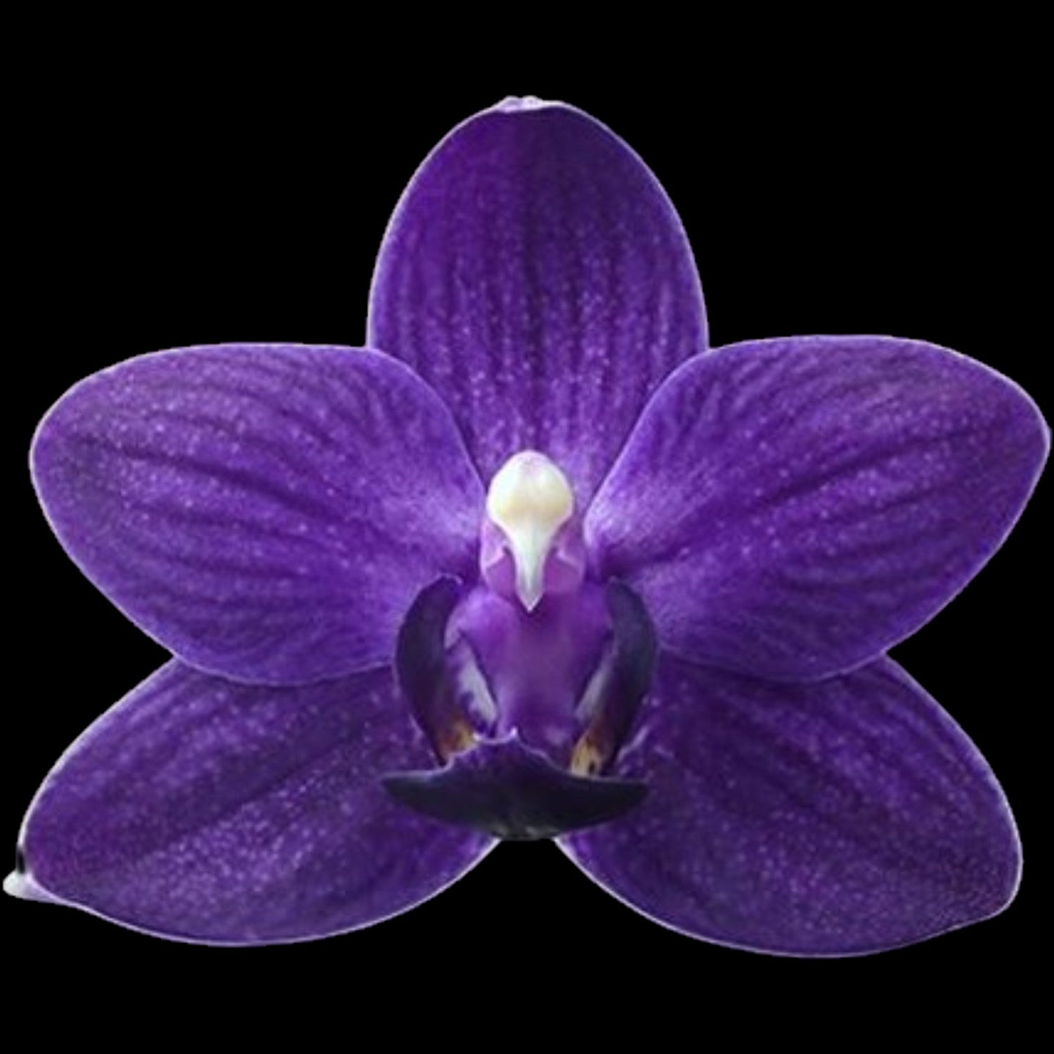 Phal. Ching Ann Mary '1830' - Dr. Bill's Orchids, LLC